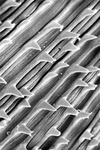 Detail of nondendiculated cuticular spines